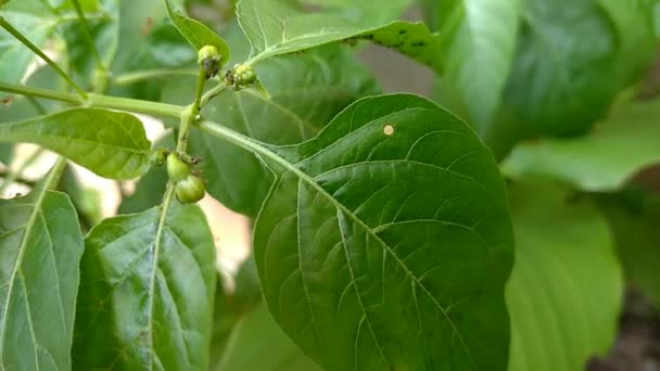 Formigas Vermelhas Árvore Green Chili — Vídeo de Stock