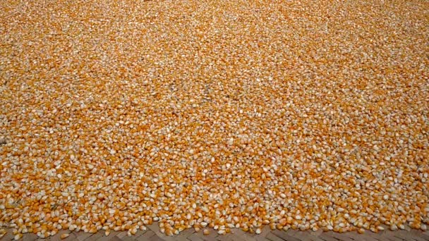 Kukuřičná Semena Proces Sušení Kukuřičných Semen Sušení Kukuřičných Semen Ručně — Stock video