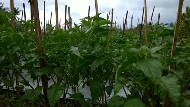 Chilli Plants Have Matured Bearing Fruit Planted Fields Semi Traditional — Stock Video