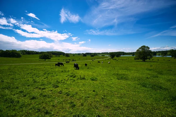 田園風景緑の牧草地青い空 夏の日牧草地田舎農場 — ストック写真