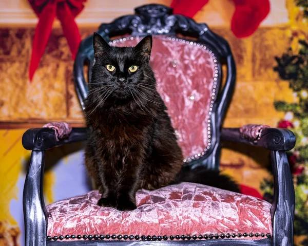 Prens Kedi Billy pembe koltukta.