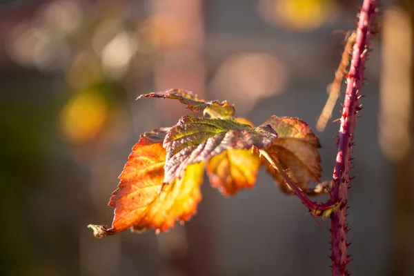 autumn leaves on the tree branch. close-up.