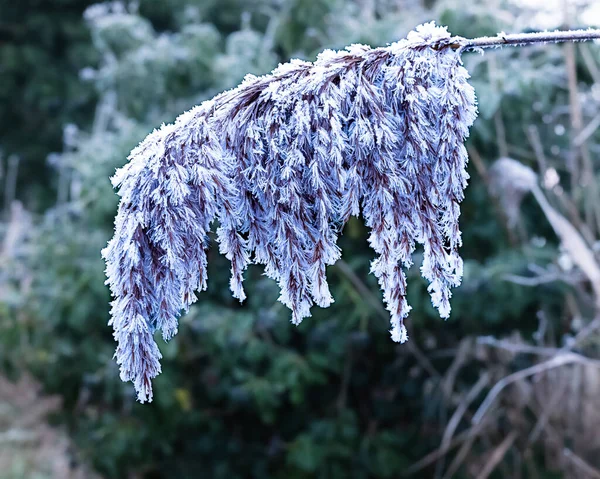 close up of a frozen pampas grass