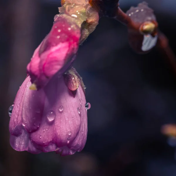 Güzel pembe orkide sabah