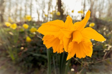 Bulanık çiçekli sarı çiçek