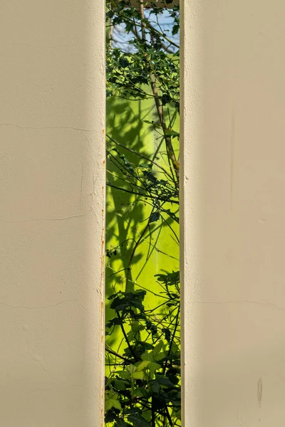 Vacker Grön Gräs Bakgrunden Närbild — Stockfoto