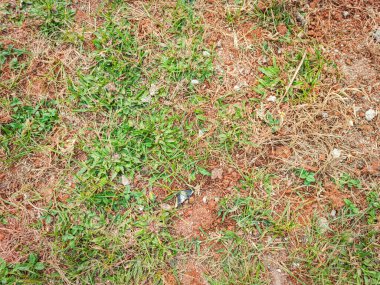 Toprağı görene kadar kurumuş ve boşalmış çimenler.