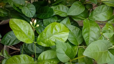 Yeşil yapraklar ve yasemin çiçekleri ön planda küçük bir yasemin çiçeği kümesine sahip bir yaprak üzerinde yoğunlaşırlar. Bu yaprakların temiz ve parlak damarları var. Bu da muhtemelen çok susuz olduklarını gösterir..