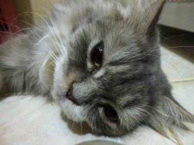 Tüylü gri bir kedi uzanmış, yarı açık gözlerle uykusuna bakıyor.
