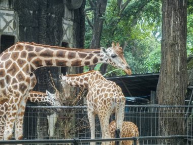 Birkaç zürafa ağaçların ve bir hayvanat bahçesindeki çitlerin yanında toplanıyor..