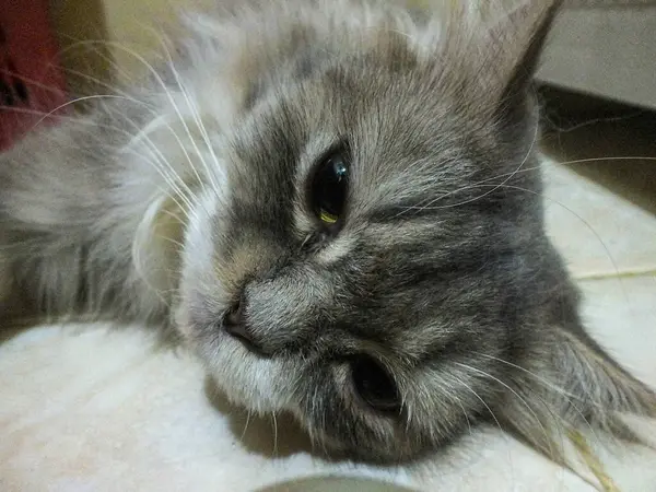 Tüylü gri bir kedi uzanmış, yarı açık gözlerle uykusuna bakıyor.