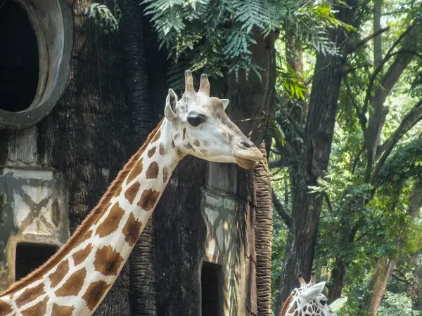 Bir zürafa, yemyeşil hayvanat bahçesindeki bir ağacın yanında sakince bakar..