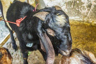 Kavisli boynuzları ve kafasında hafif bir yamayla kırmızı bir iple bağlanmış bir kara keçi..