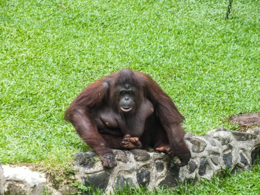 Bir orangutan, yemyeşil otlarla çevrili taştan bir sınırda oturur..