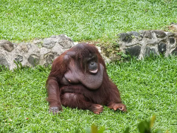 Bir orangutan, taş bir duvarın yanındaki yeşil çimlerin üzerinde sakince oturur..
