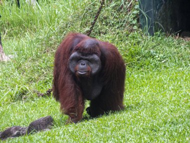 Büyük bir orangutan yeşil çimlerin üzerinde yürüyor, sakince ileriye bakıyor..