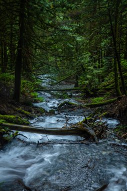 Ormandaki Dağ Irmağı 'ndaki Şelale. Kanada 'da tıklandı.