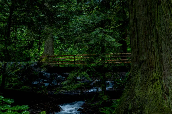 森林中山溪上的瀑布 在加拿大被点击 — 图库照片