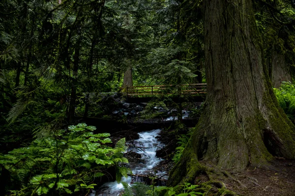 Vattenfall Fjällbäcken Skogen Klickat Kanada — Stockfoto