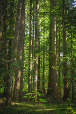 Sunny morning in the forest of the Rocky Mountains in Canada with pine trees growing.