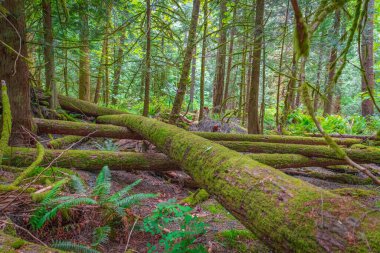  Sunny morning in the forest of the Rocky Mountains in Canada with Moss covering pine trees.