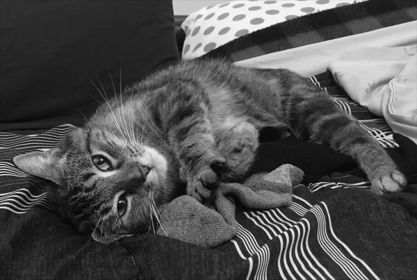 고양이는 양말을 웅크리고 침대에 누워서 카메라를 있었다 — 스톡 사진