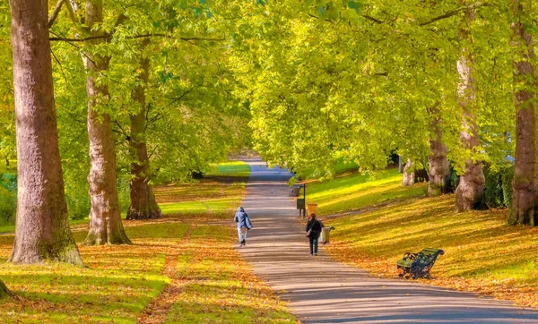 Autumn Scene Avenue Lined Trees Green Park London — Stock Photo, Image