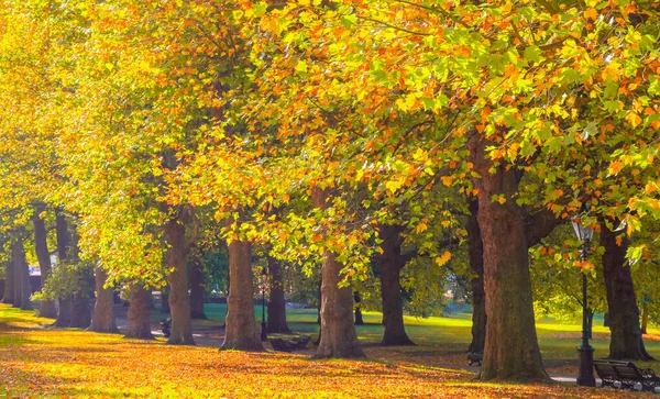 Autumn Scene Avenue Lined Trees Green Park London — Stock Photo, Image
