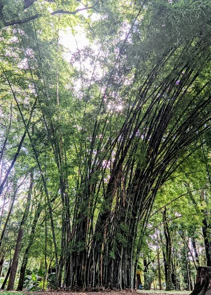 Ramos Bambu Naturalne — Zdjęcie stockowe