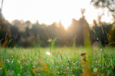 yeşil çimenlikteki bahar çayırı