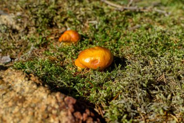 Sonbahar bahçesindeki ağaçta olgunlaşmış portakal kabağı