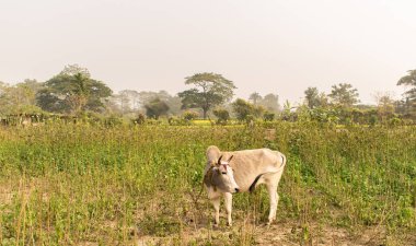 Guwahati, Assam, Hindistan 'da bir çiftlik arazisinde duran yerli, beyaz bir inek.