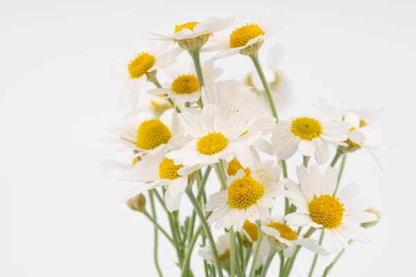 Chamomile Flower Beautiful Delicate White Background Chamomile Daisies Isolated White — ストック写真