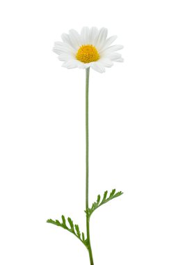 Papatya çiçeği beyaz arka planda güzel ve narin. Kırpma yolu ile beyaz arkaplanda izole papatyalar veya papatyalar.