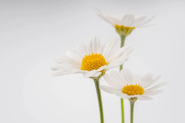 Chamomile Flower Beautiful Delicate White Background Chamomile Daisies Isolated White — Fotografia de Stock
