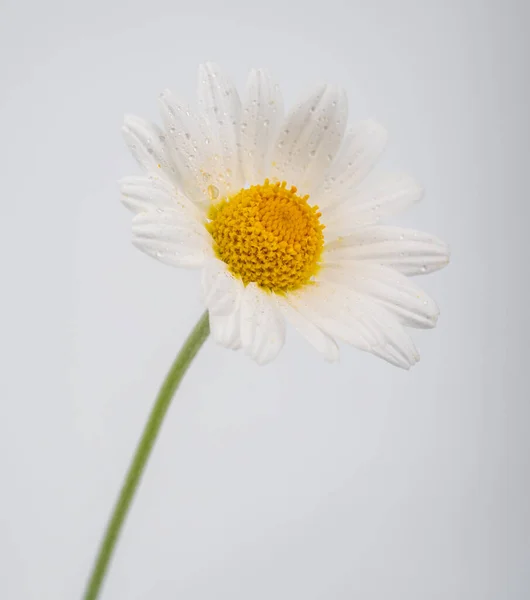 Chamomile Flower Beautiful Delicate White Background Chamomile Daisies Isolated White — Stock Photo, Image