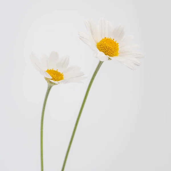 Χαμομήλι Λουλούδι Όμορφη Και Λεπτή Λευκό Φόντο Χαμομήλι Μαργαρίτες Που Εικόνα Αρχείου