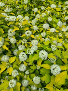 Bush Vanhoutte spirea. Bahar çiçekli bir sürü beyaz çalı - Spirea, genel manzara. Ayrıca Reeve 's spiraea, Bridalçelenk spirea, Meadowsweet, Double White May veya May Bush olarak da bilinir..