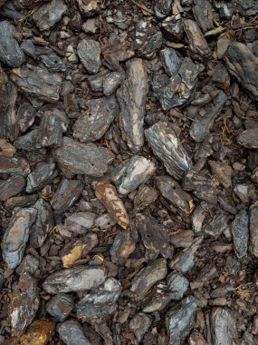 Peyzaj tasarımı. Doku. Ahşap geri dönüşümlü gübreden doğal bir arka plan. Ağaç kabuğundan koparılmış ahşap parçacıkları yakın plan, çimenlik ve zenginleştirme toprağı. Kuru Çam Ağacı Ağacı Kabuğu Parçaları Yığını.