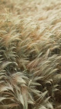 Tarlada buğday bitkisi.