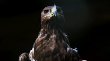 Kartal-bozkır-kartal-kuş