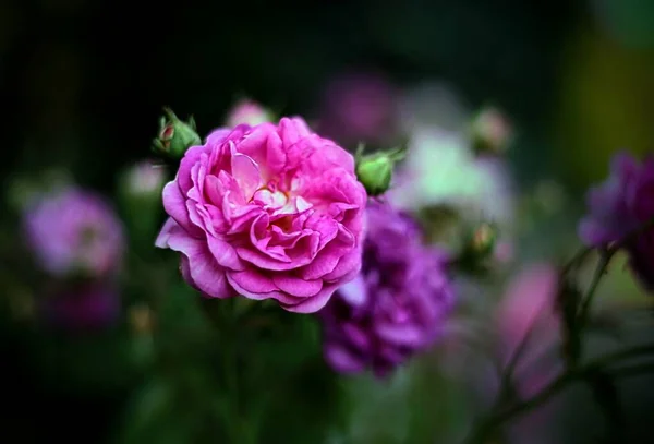 庭の茂みに紫色のバラ — ストック写真