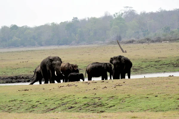 Elefantenfamilie Mit Jungen Elefanten — Stockfoto