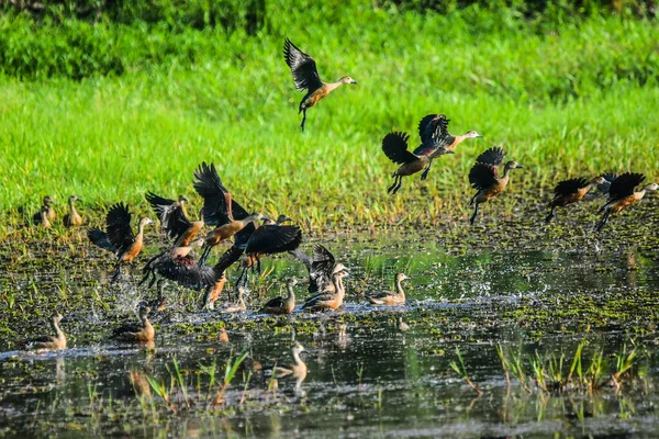 水田の上を飛ぶより少ない口笛のアヒルのグループ インドの口笛のアヒル より少ない口笛の涙 — ストック写真