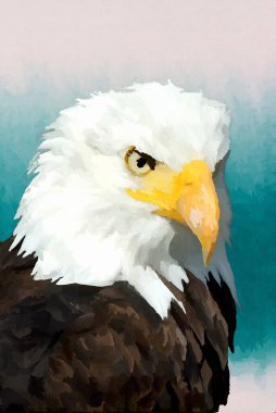 Yakışıklı kartal resmi. Kartal resmi. Kuşlar çiziyor