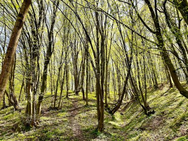 Zhytomyr parkının güzel doğası