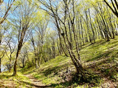 Zhytomyr parkının güzel doğası