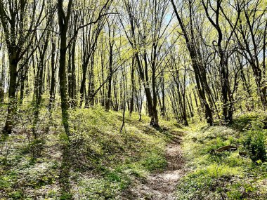 Zhytomyr parkının güzel doğası