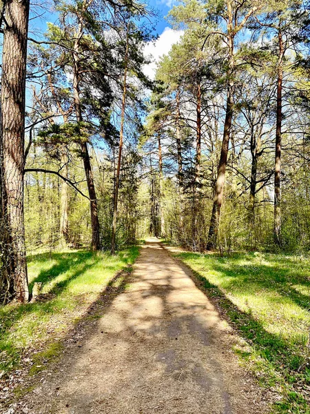 Gyönyörű Természet Zhytomyr Park — Stock Fotó