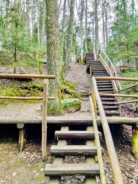 Der Gemütlichste Wald Lettlands — Stockfoto